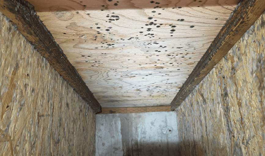 Mold Removal